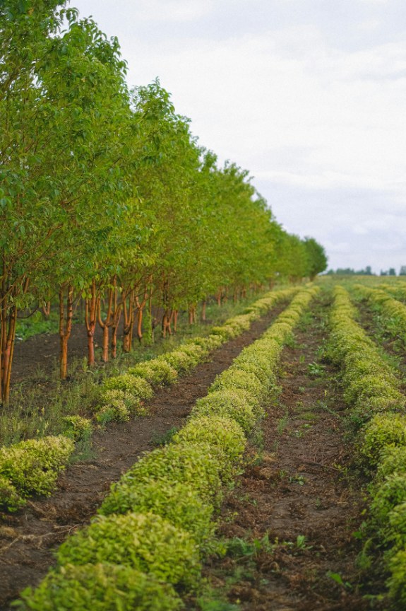 Agroforestry: rows of crops growing between lines of trees
