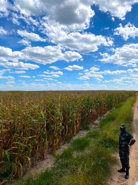 Center-pivot irrigation on a rehabilitated Angolan farm.