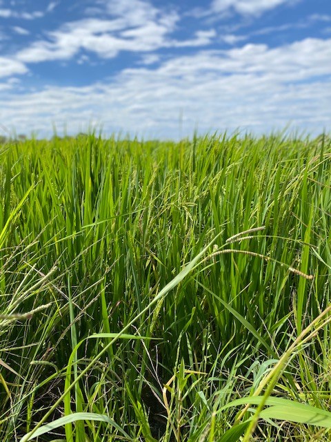 Rebuilding Angola's Farms: A Plan Built in the Field