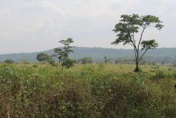 Family plots outside Hoima, western Uganda.