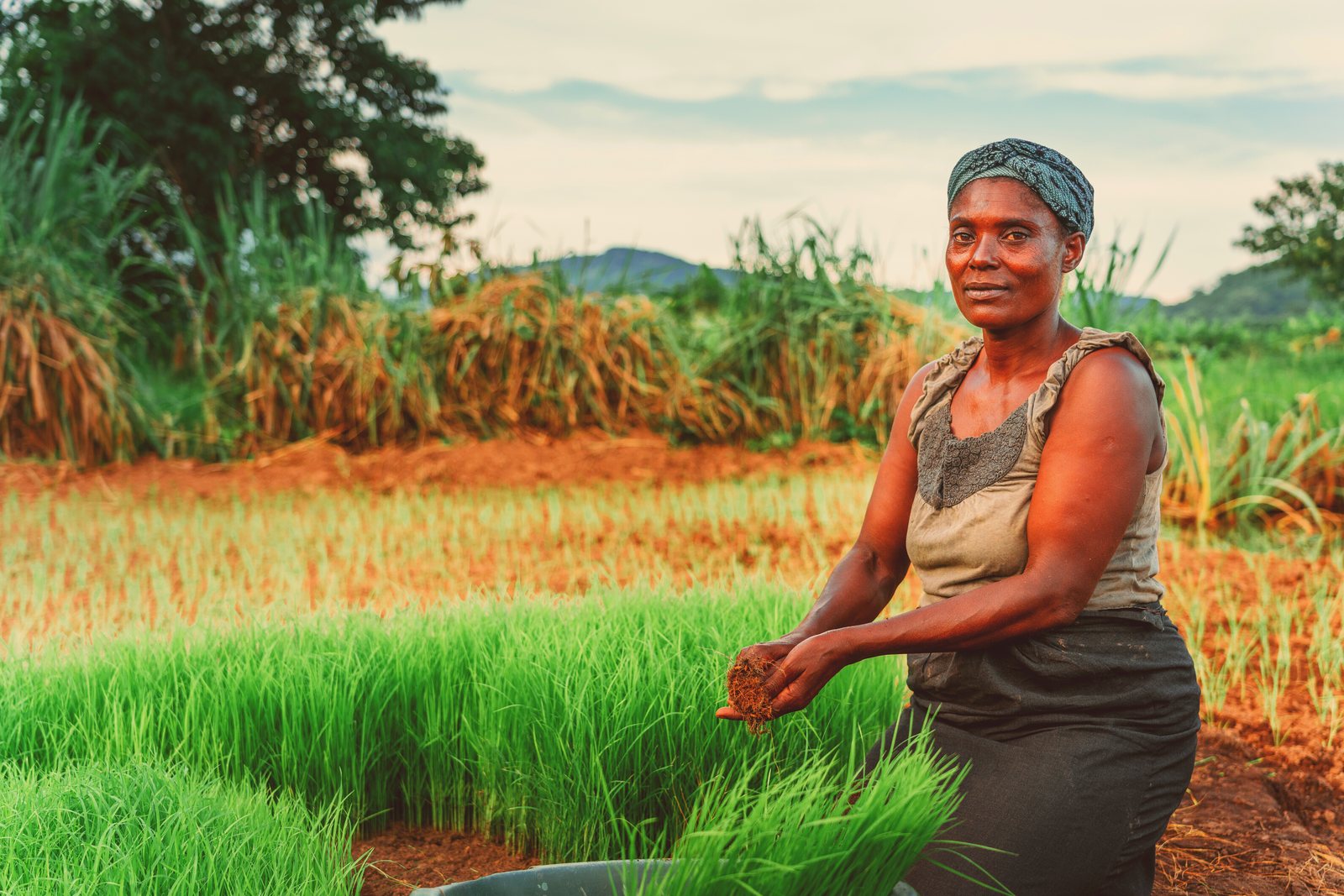 Improved practices, adopted by millions of farming households.