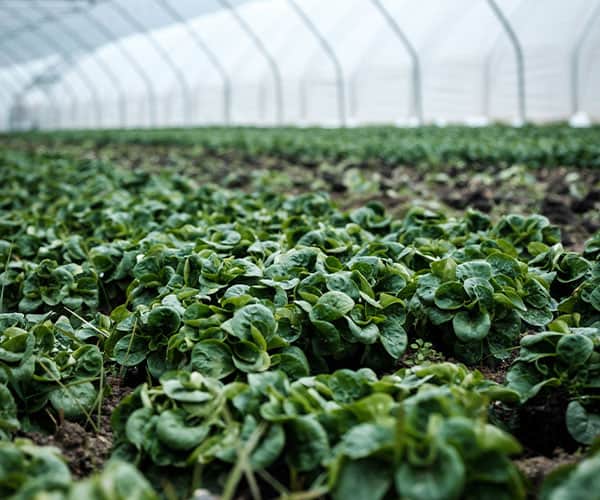 close up of spinach plants